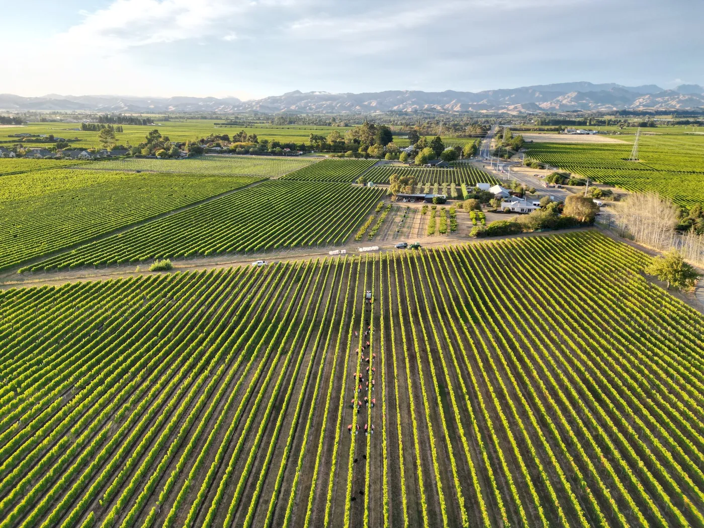 Marlborough vineyards